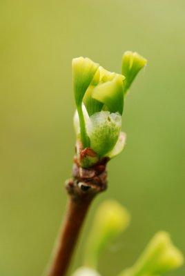 Ginkgo biloba 'Pendula' - jinan dvoulaločný - pupen list